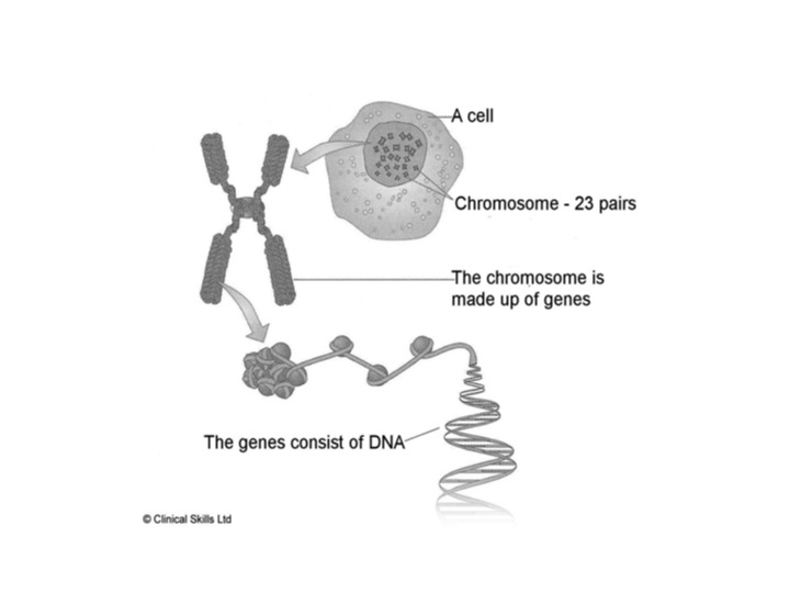 Chromosome