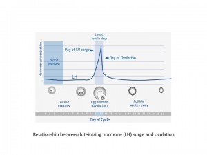LH surge and ovulation best time to get pregnant