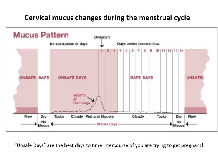 Cervical mucus changes - best time to get pregnant