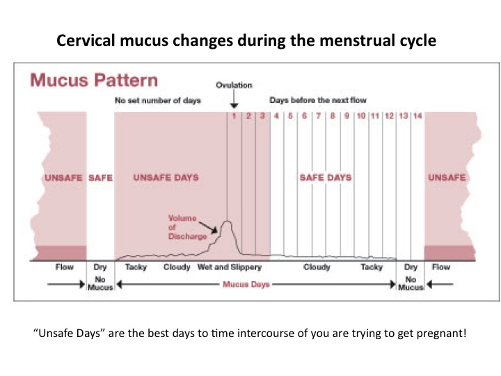 Using cervical mucus charting to tell the best time to get ...