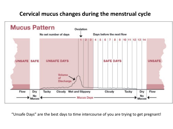 5 Examples Of Family Guy Going Downhill Using cervical mucus charting to tell the best time to get ...