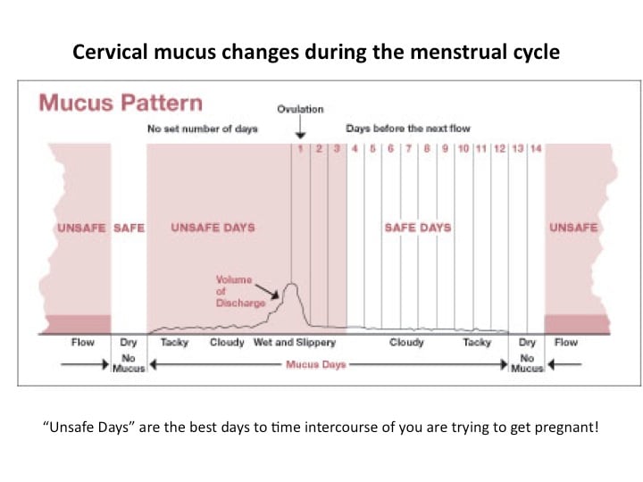 Cervical Mucus After Ovulation And Throughout Your Cycle