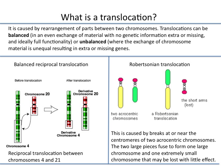 What is a translocation?