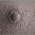 Egg with surrounding cumulus cells