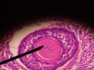 300px-Human_ovarian_follicle.jpg