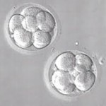 single embryo transfer success rates