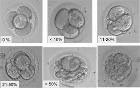 embryo fragmentation