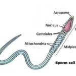 Normal sperm structure