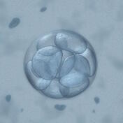 frozen embryo transfer success rates