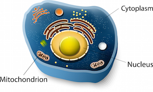 failed ivf understanding cell structure