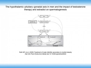 hypothalamic-pituitary-gonadal asix in men and the impact of testosterone therapy