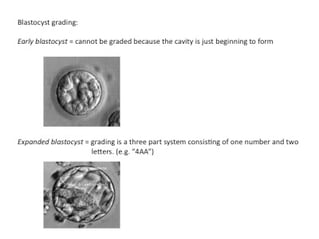 fifth-and-sixth-day-blastocyst-grading.jpeg