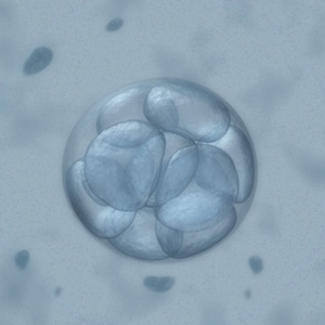 embryo-freezing-how-long.jpg