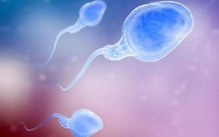 sperm-xlarge_trans_NvBQzQNjv4BqbypPvTLnSJIse9B966t_Id2uJrZfg6y_8k5vcDJ0t60.png