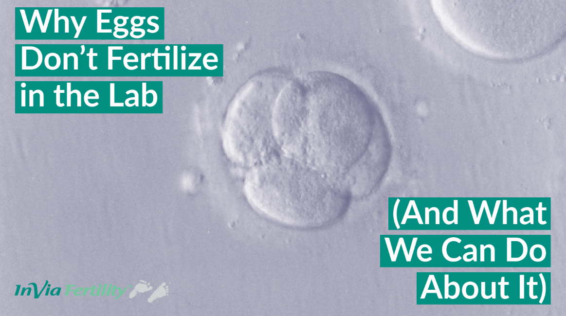 How to tell whether an egg is fertilised or not 